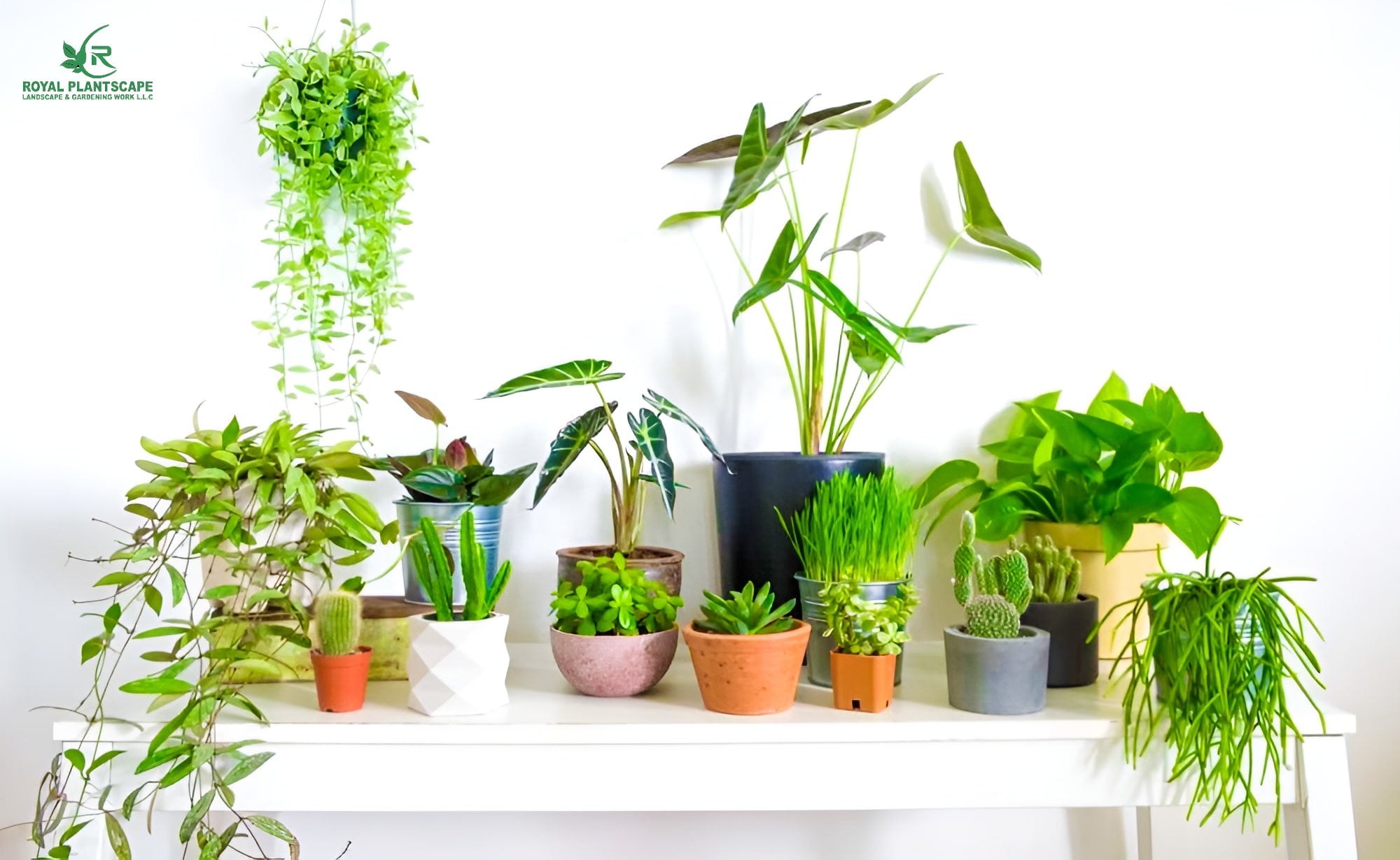 Buy Indoor Plants in Dubai | House Plants Dubai