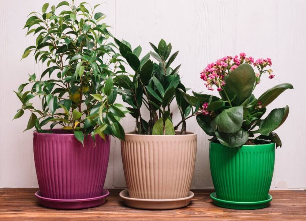 Plastic Pots For Plants 