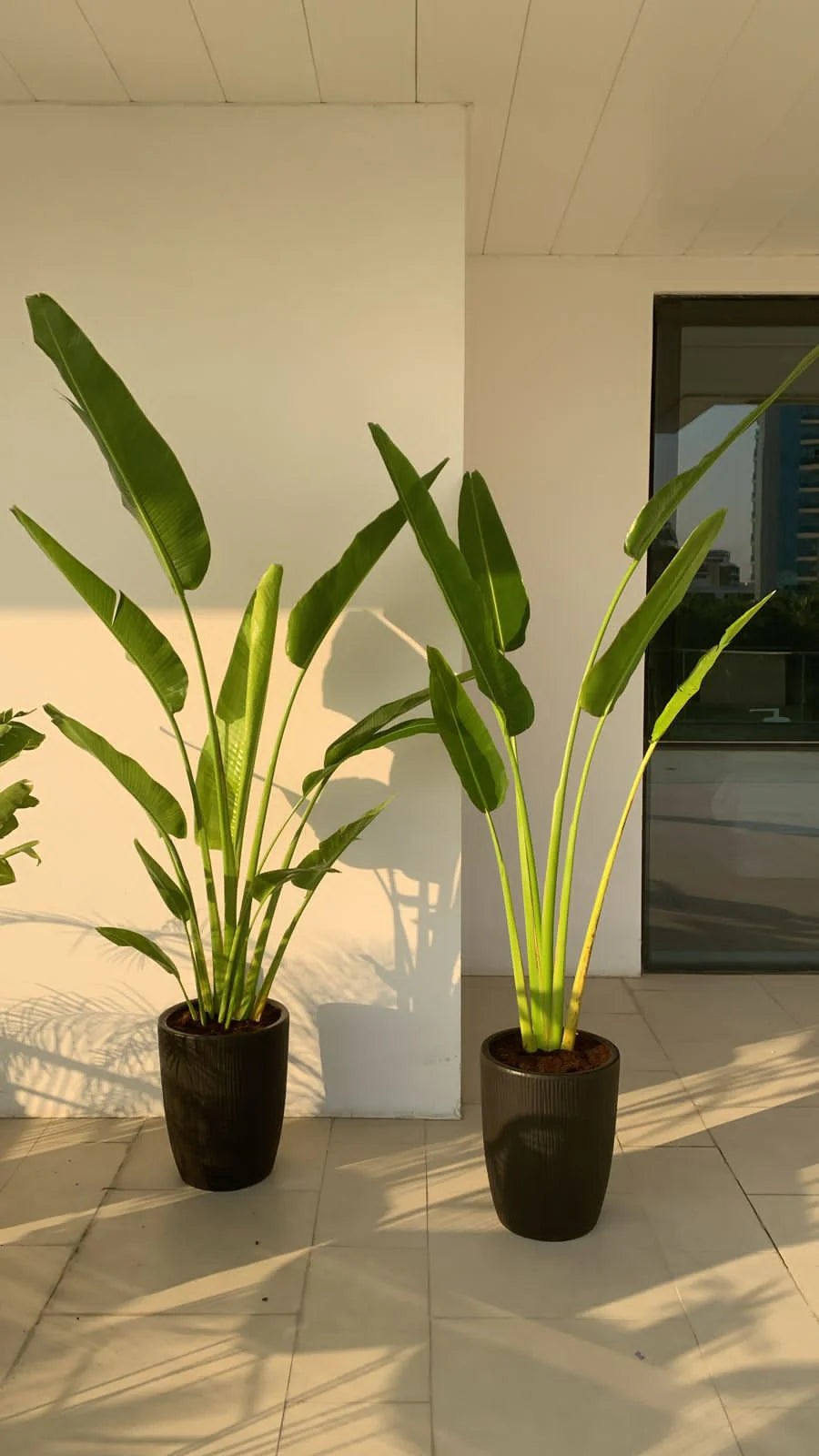 Travellers Palm 2.2m in Black Pot Bundle 2pcs PROMO