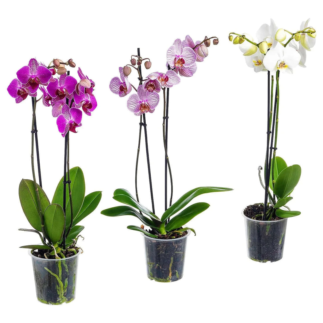 Moth Orchids, Phalaenopsis orchids