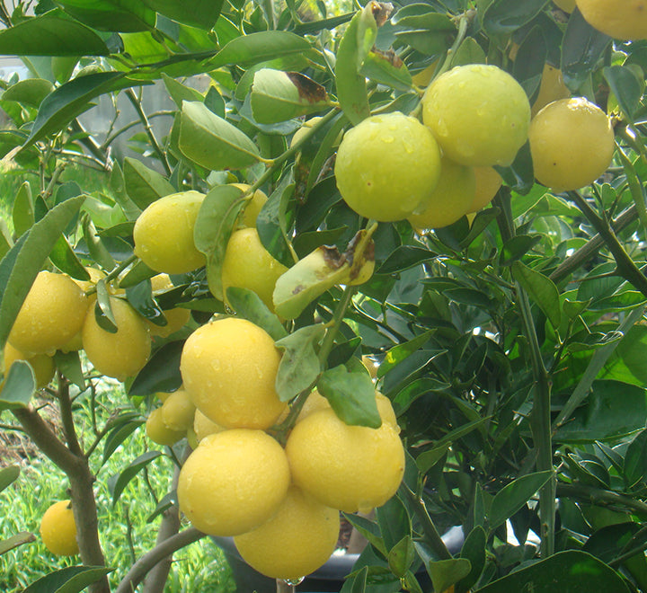 Lime Tree ‘Binzaheer’ 