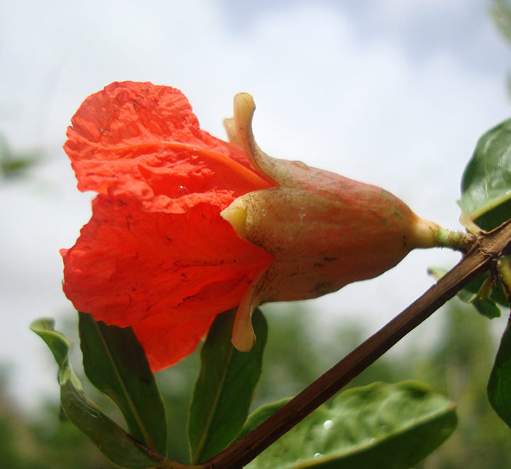 Punica granatum Or Pomegranate Tree