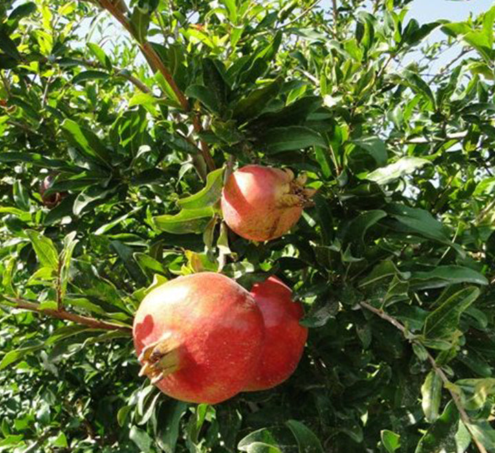 Punica granatum Or Pomegranate Tree