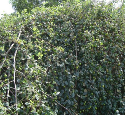 Ziziphus jujuba