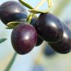 Olea europea or Olive Tree