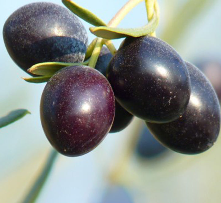 Olive Single Head Bonsai