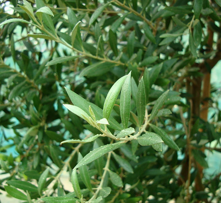 Olea europea or Olive Tree