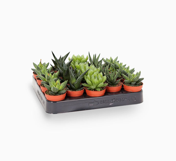 Mini succulents Haworthia in Transparent pot “Terrarium”