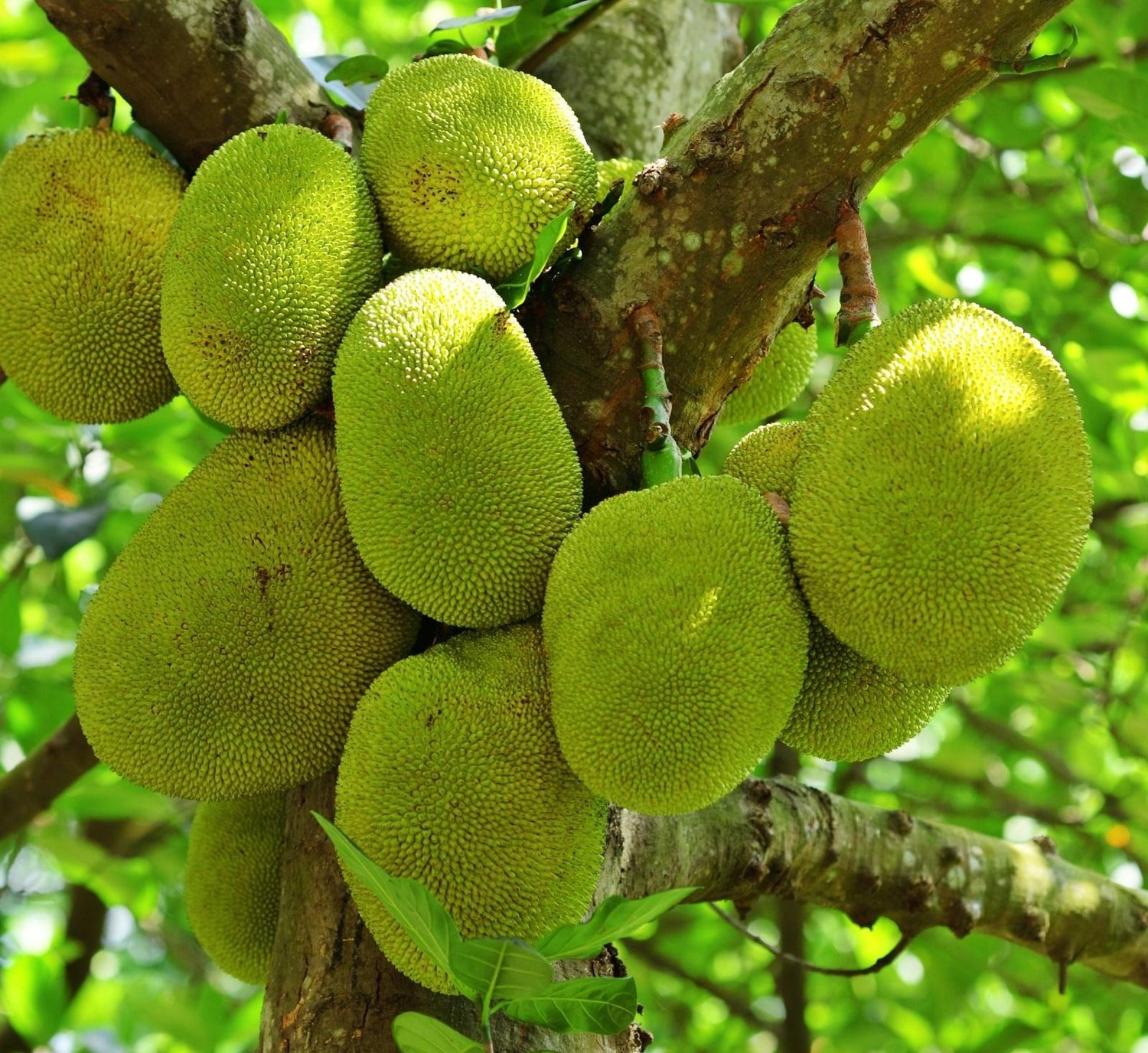 Artocarpus Heterophyllus “Jackfruit Plant” 0.6-0.7m