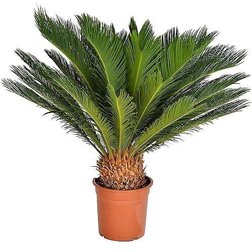 Cycas revoluta (Japanese Sago Palm, King Sago Palm, Sago Cycas, Sago Palm)