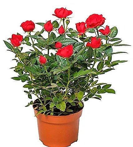Rose Plant Indoor