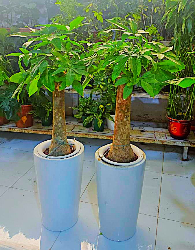 Combo Plants Bundle of 2 Pieces | Indoor Plants |Ceramics Pots Plants| Office Plants | Home Plants