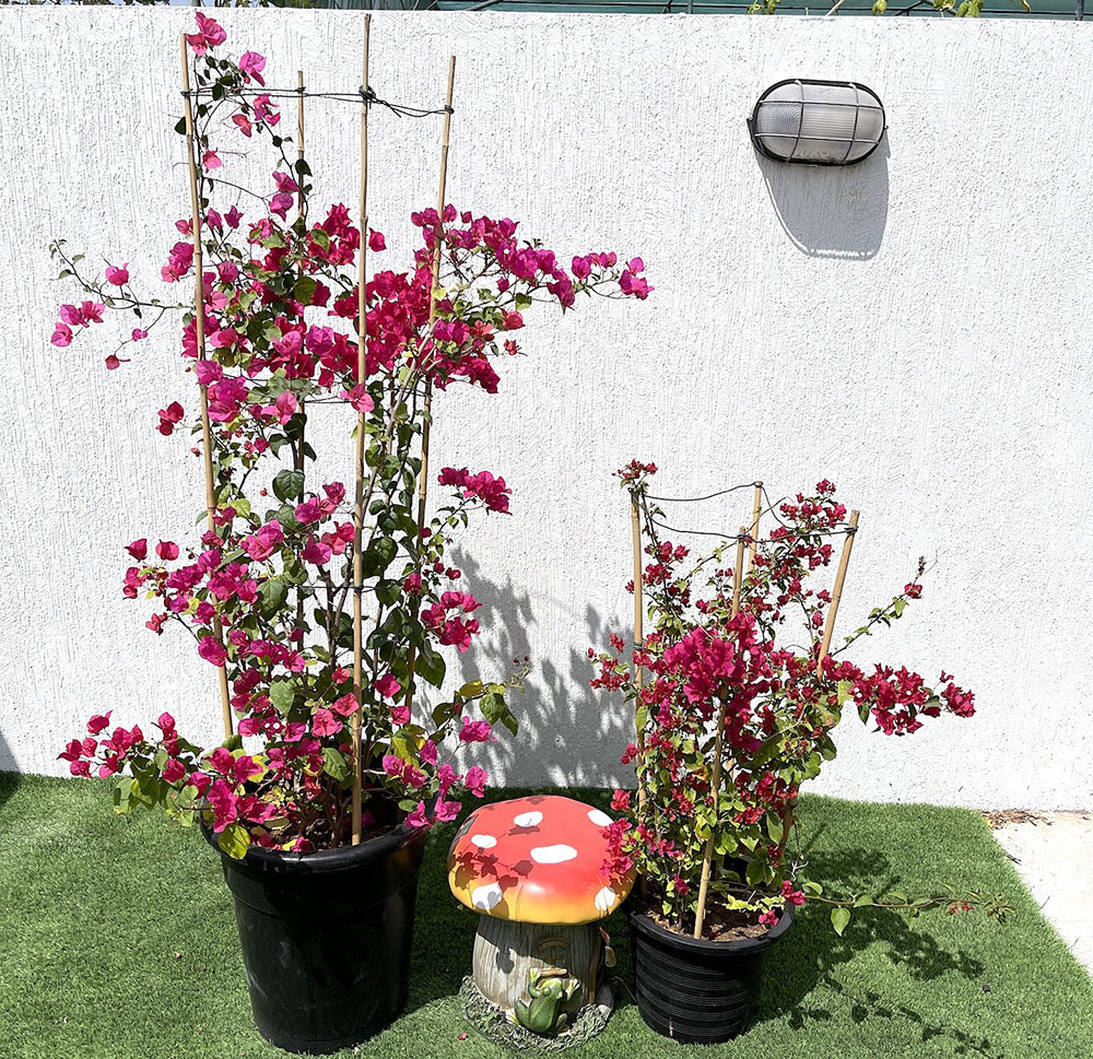 Bougainvillea spectabilis