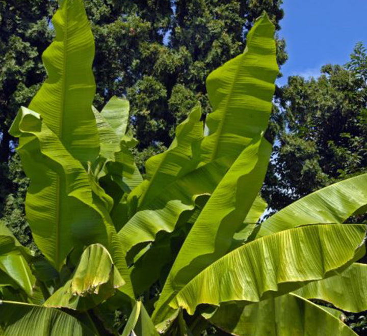 Musa paradisiaca Or Banana Tree