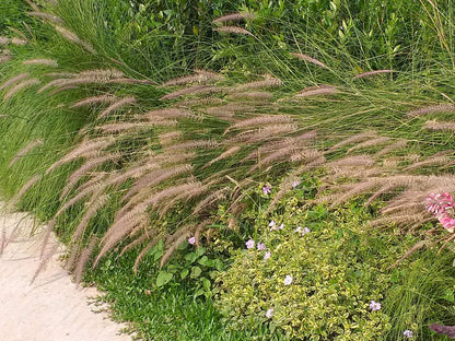 Pennisetum Setaceum | African Fountain Grass | Tender Fountain Grass (IN V9 POTS SIZE)