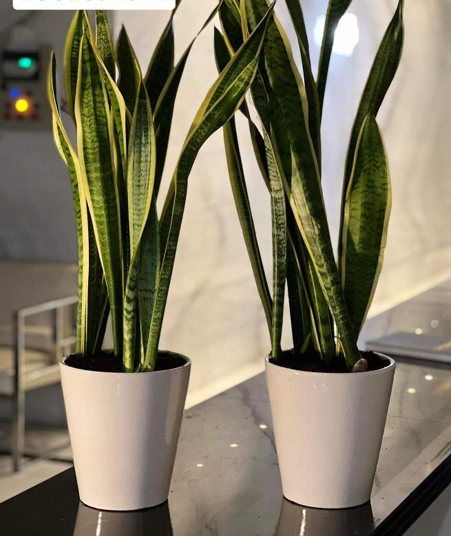 229DH Snakeplant bundle of 2 in white