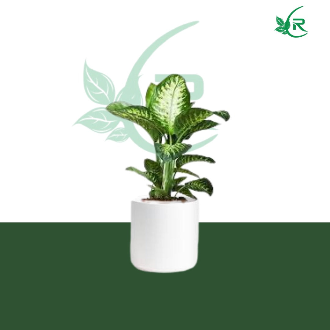 &quot;Tropic Snow&quot; plant typically refers to a variety of Dieffenbachia,