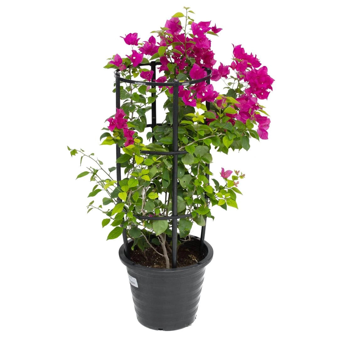 Bougainvillea Nana Red Outdoor Plant (80 cm)