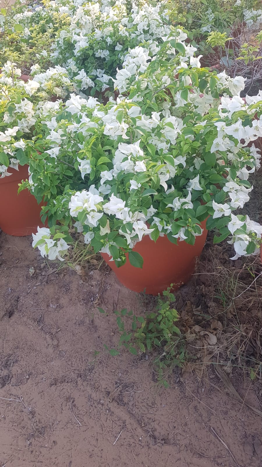 Bougainvillea glabra “30 to 160cm” White