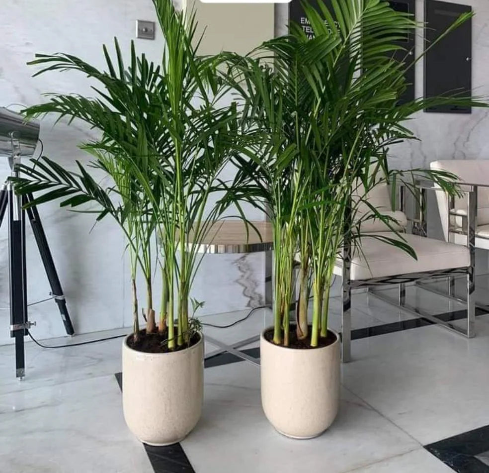 2 Plants Twin Areca Bundle