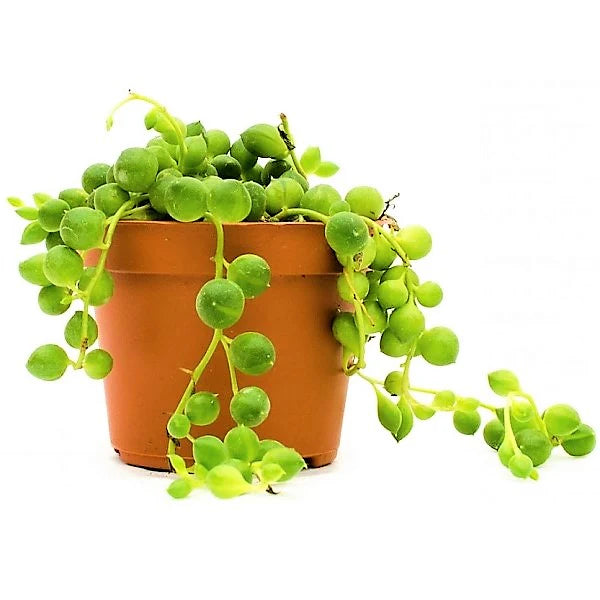 String of Pearls, Senecio Rowleyanus