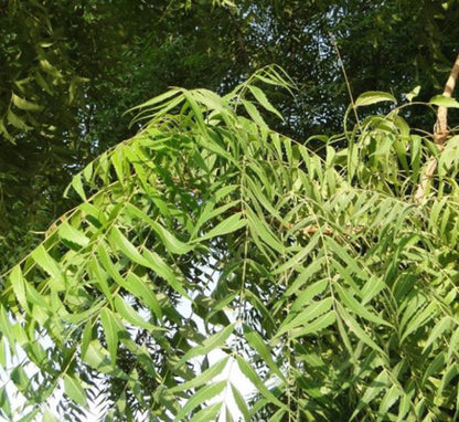 Neem Tree - Azadirachta Indica