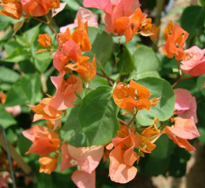 Bougainvillea spectabilis