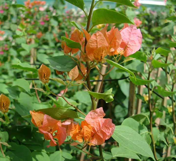 Bougainvillea spectabilis