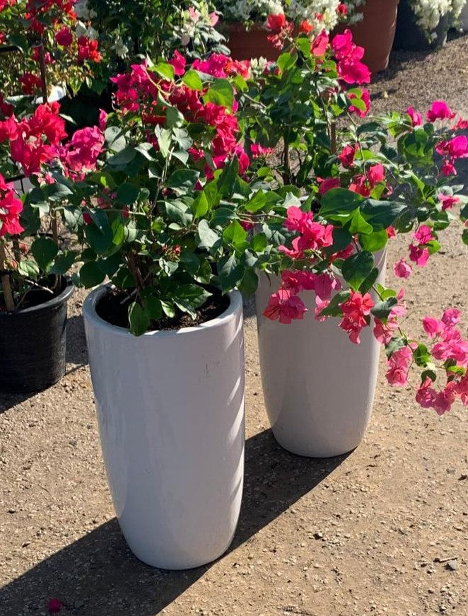 Combo Plants Bundle of 2 Pieces | Indoor Plants |Ceramic Plants| Office Plants | Home Plants
