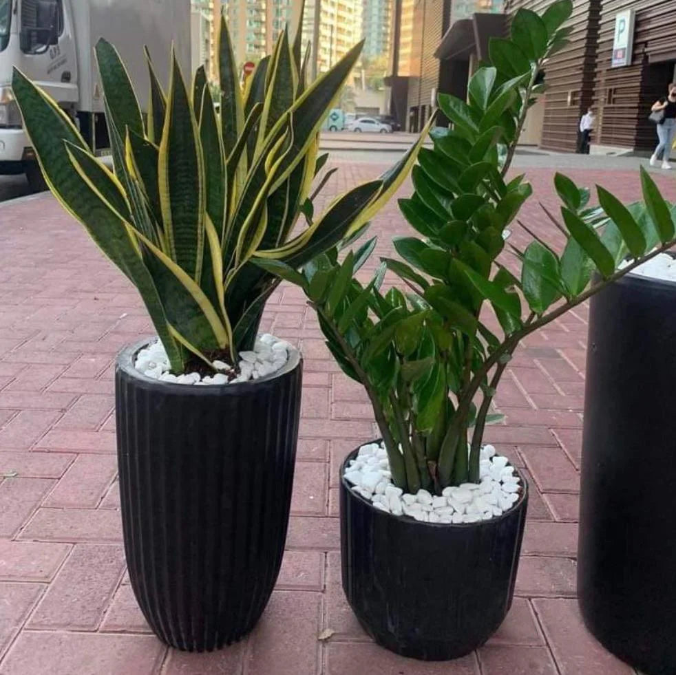 369.99 Bundle Zizi &amp; Snakeplant 