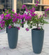 387Dh Bougainvillea Bundle in Long Pots