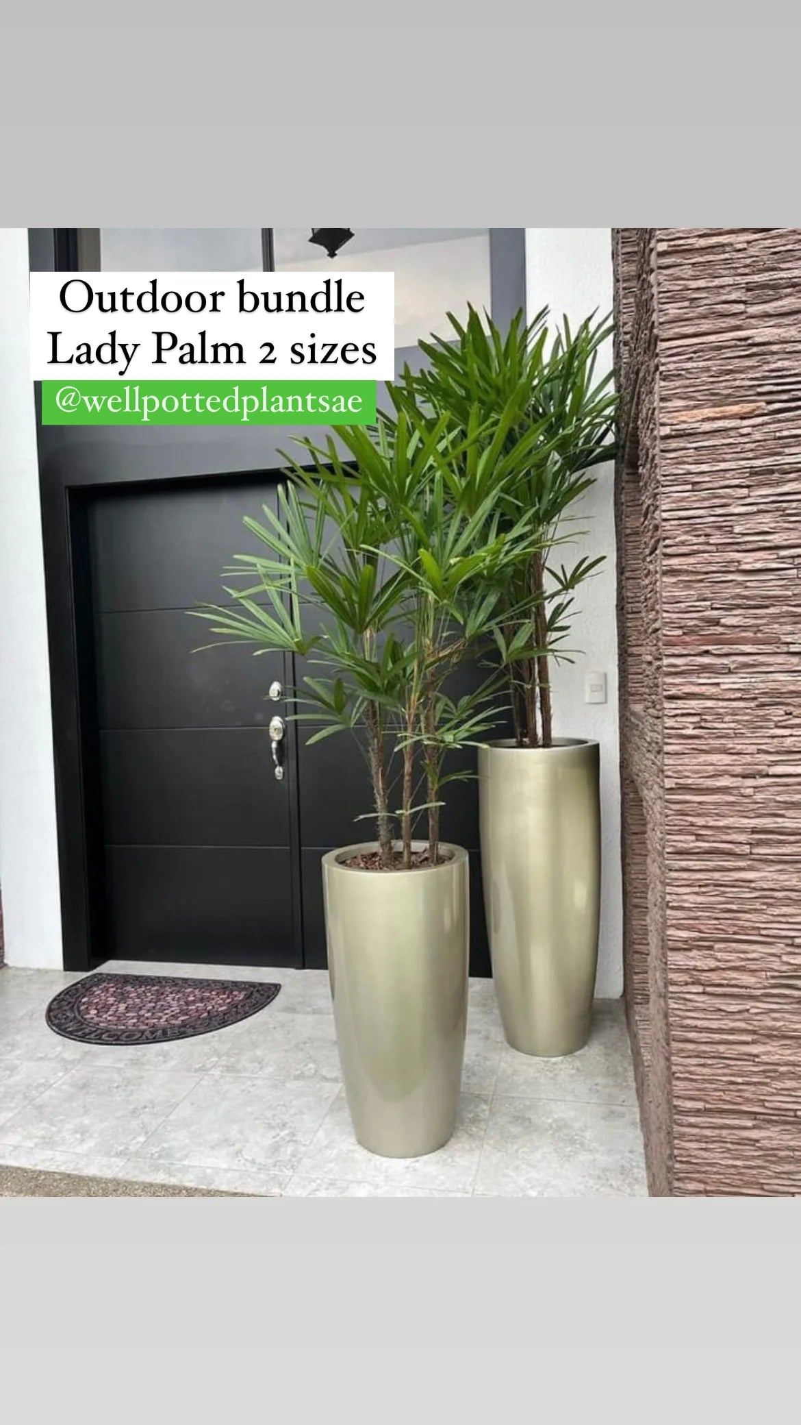 Outdoor 2pcs Bundle (Lady Palm) in Fiber Pots Dh2100