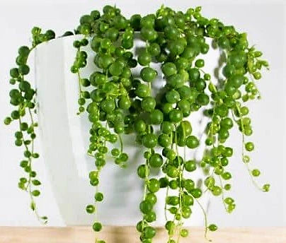 String of Pearls, Senecio Rowleyanus