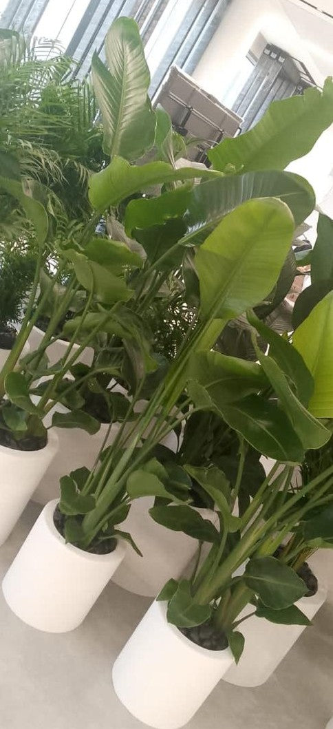 Combo Plants Bundle of 4 Pieces | Indoor Plants |Ceramic Plants| Office Plants | Home Plants