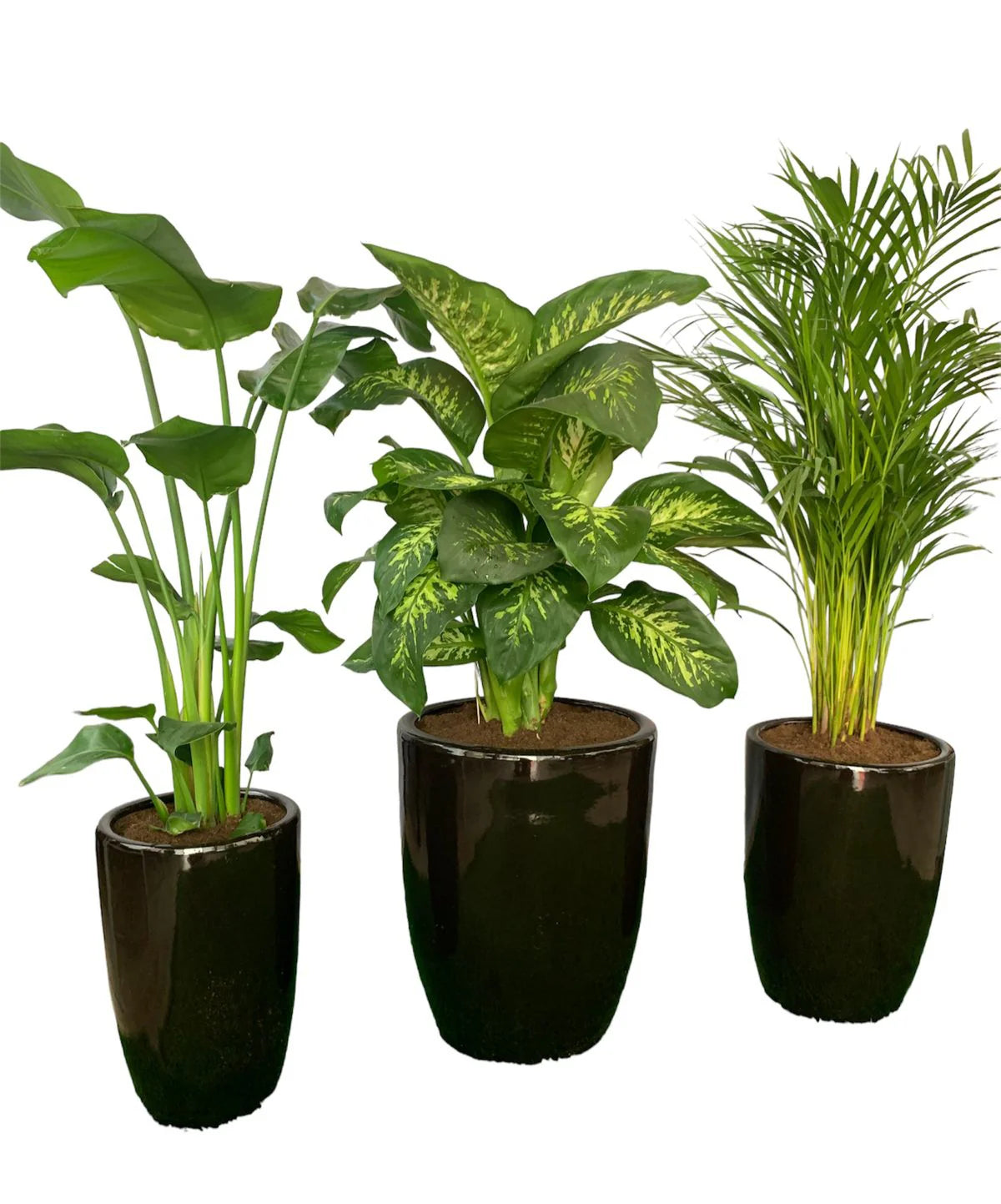 3pcs Office Plant Premium Bundle in Black