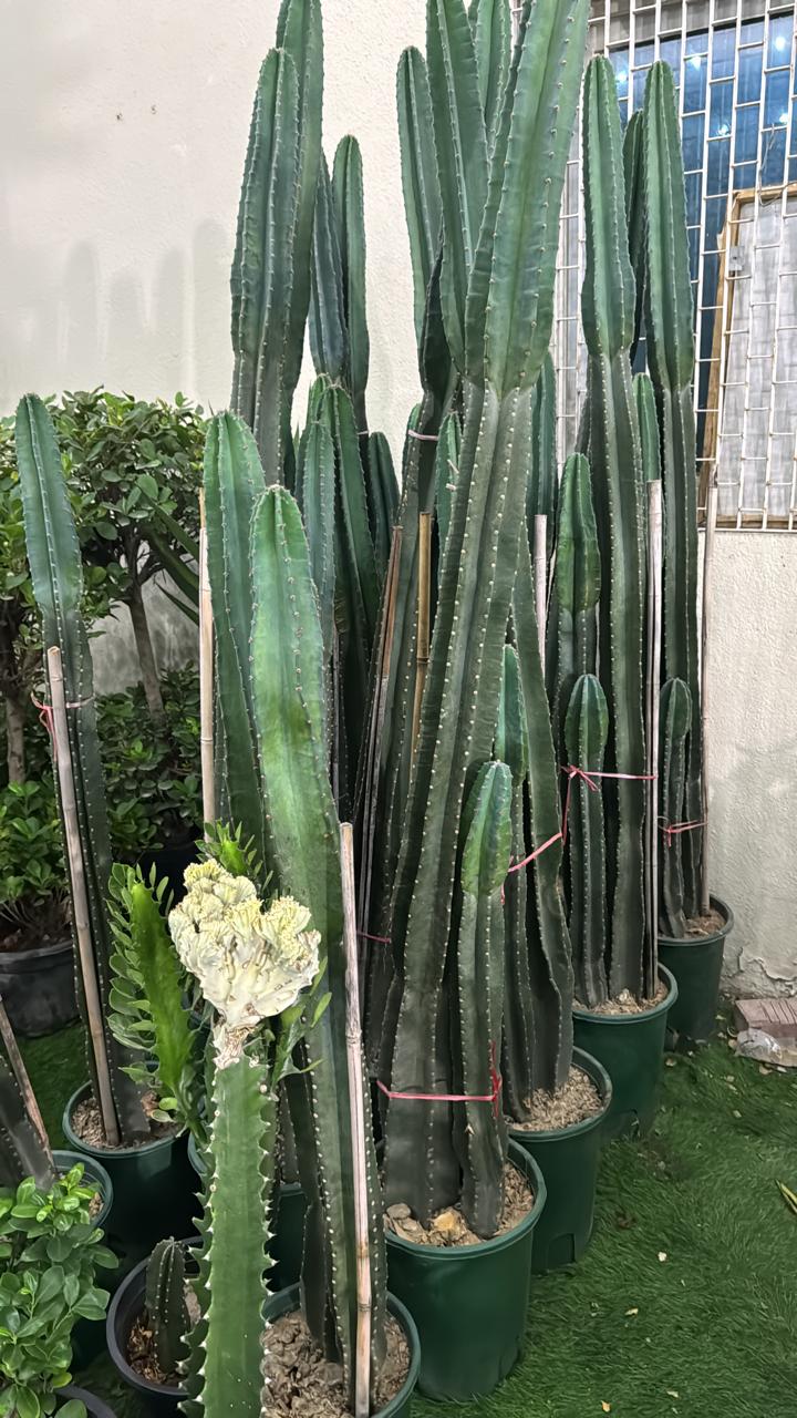 Cactus San Pedro