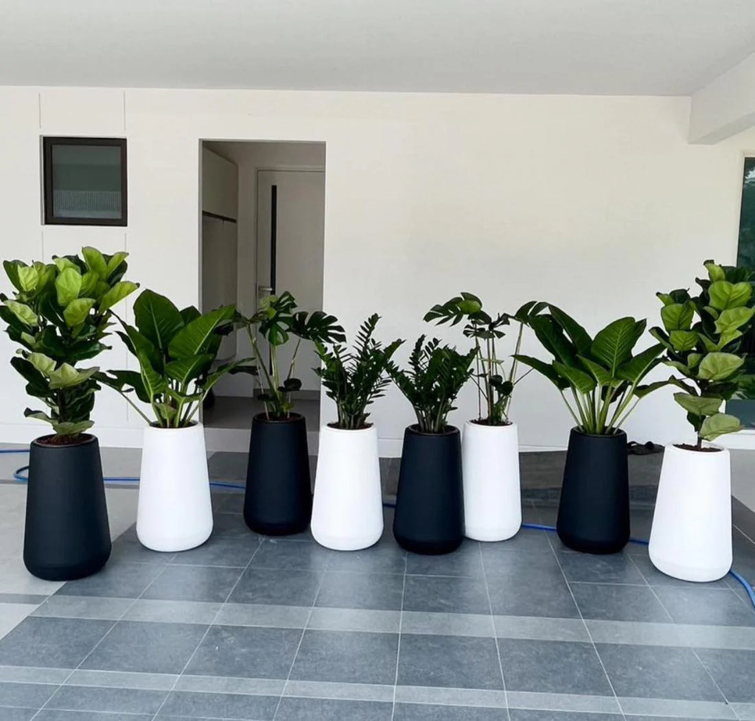 Office Plants Bundle (8pcs plants) in Fiber New Premium Pots