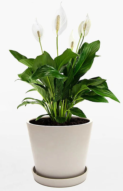 Peace Lily, Spathiphyllum