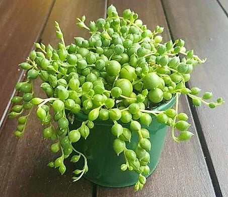 String of Pearls, Senecio Rowleyanus