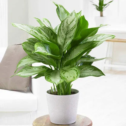 Aglaonema “Silver Queen” Chinese Evergreen Plant