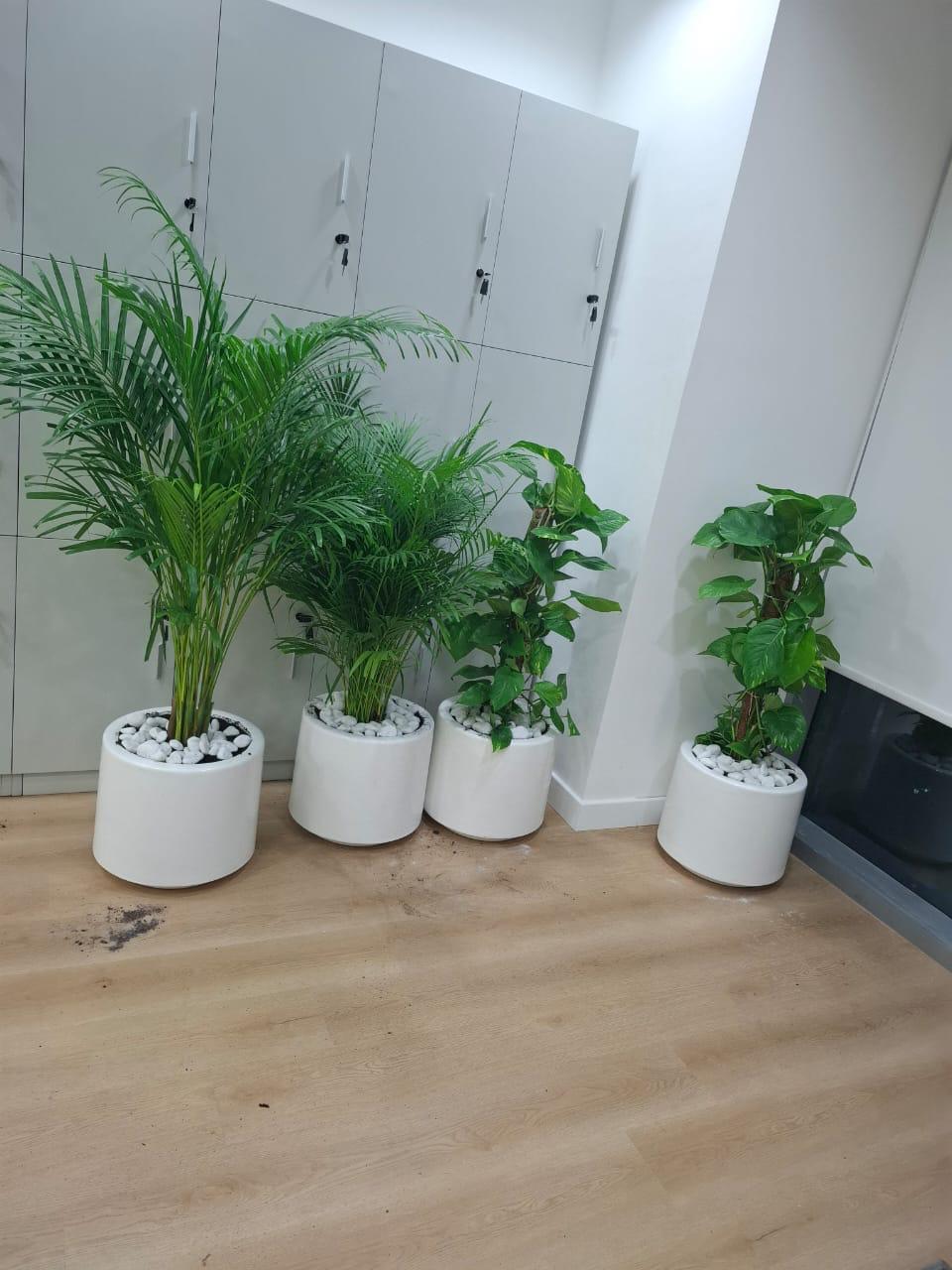 Combo Plants Bundle of 4 Pieces | Indoor Plants |Ceramic Plants| Office Plants | Home Plants