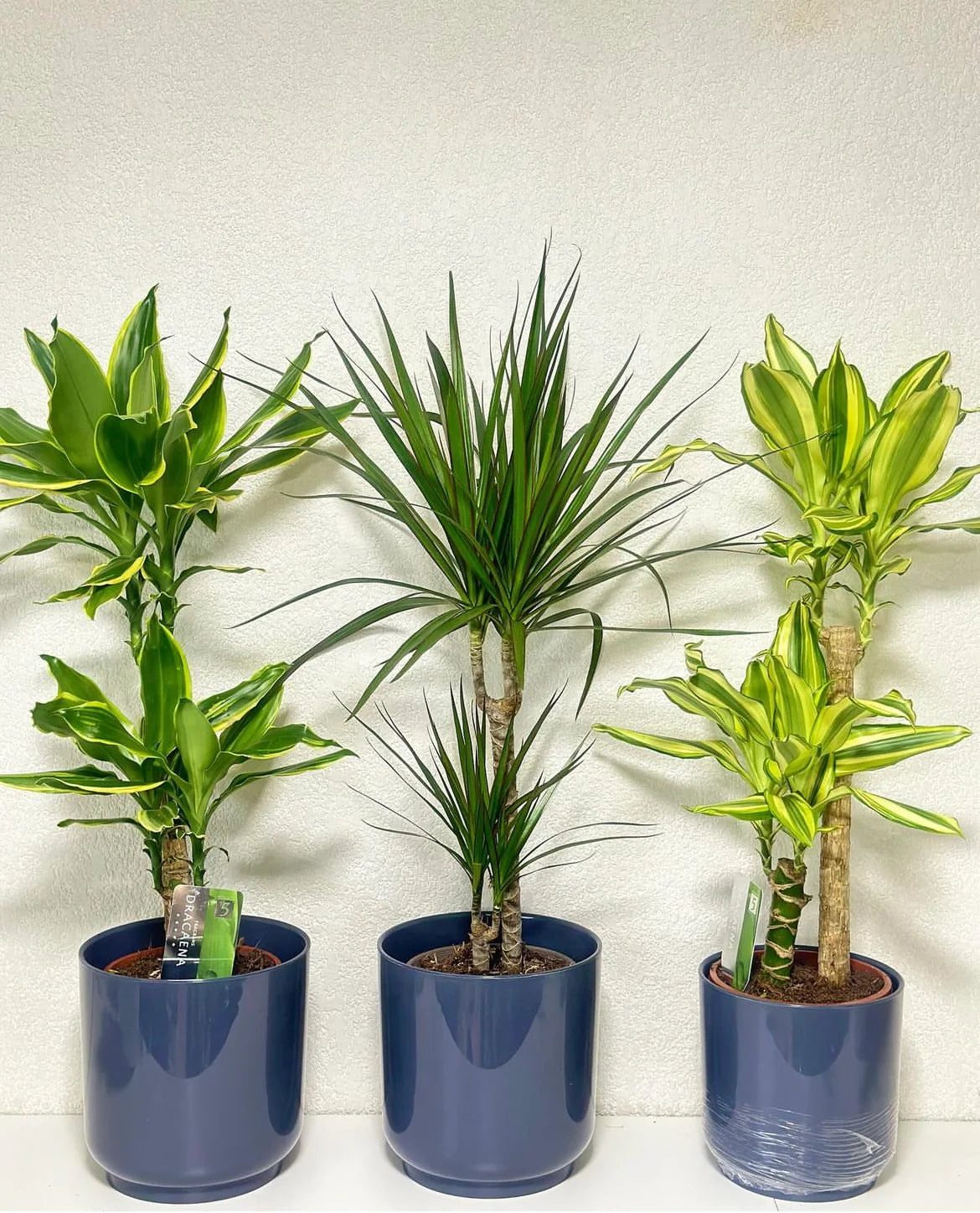 Dracaena Bundle 3pcs Dh 575