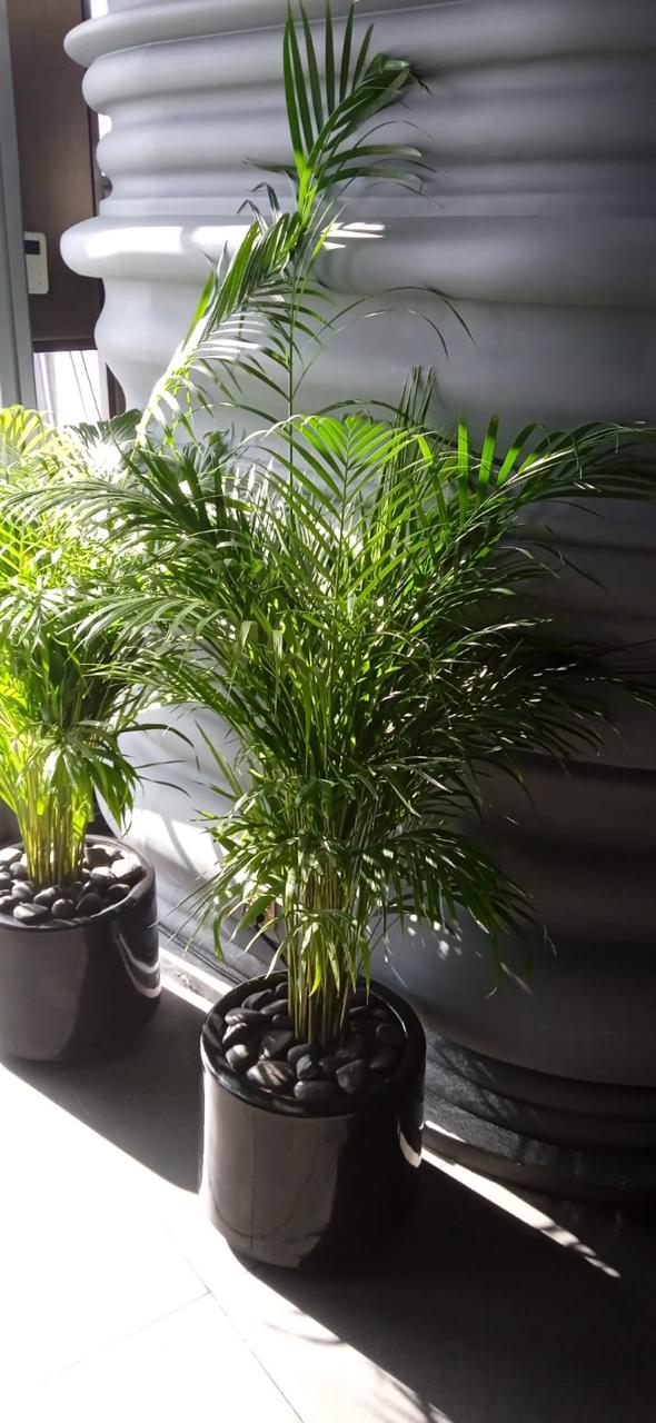 Combo Plants Bundle of 4 Pieces | Indoor Plants |Ceramic Plants| Office Plants | Home Plants