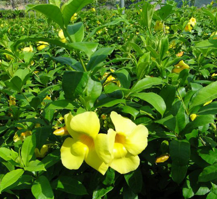 Allamanda cathartica or Golden trumpet