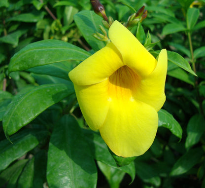 Allamanda cathartica or Golden trumpet