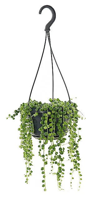 String of Pearls, Senecio Rowleyanus