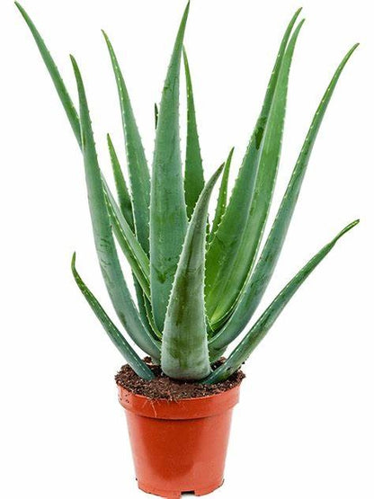 Aloe vera, Medicina Aloe, Savila Or الألوة فيرا