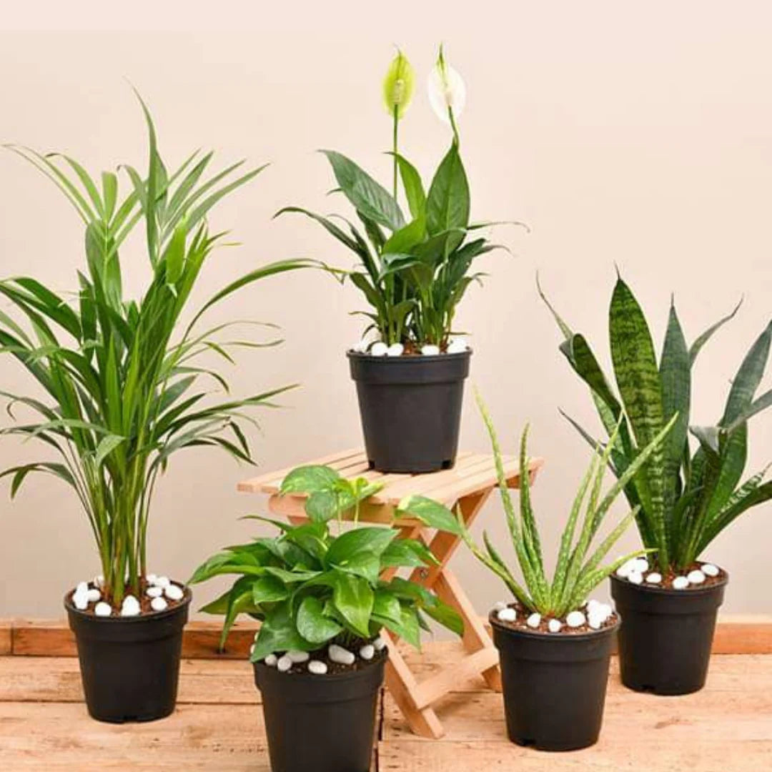 Air Purifying Plant Bundle 5