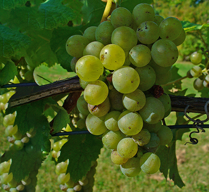 Grapes Vine Plant