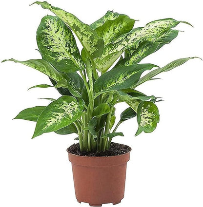 Aglaonema “Silver Queen” Chinese Evergreen Plant